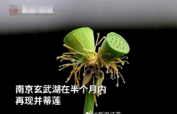 怒了！南京玄武湖并蒂蓮被游客摘下是怎么回事？(圖2)