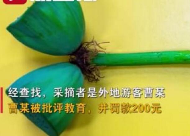 怒了！南京玄武湖并蒂蓮被游客摘下是怎么回事？