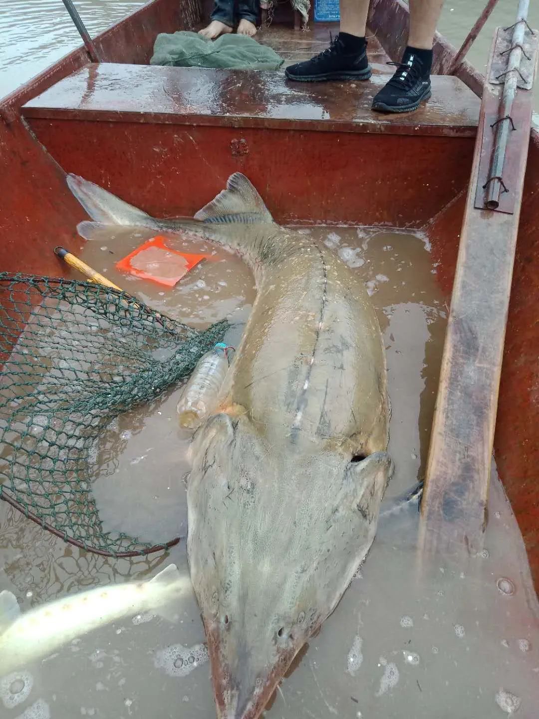 暴雨過后，上千萬斤養殖大型鱘魚從甘肅流入廣元…