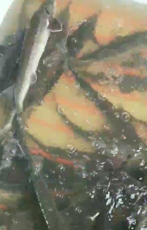 暴雨過后，上千萬斤養(yǎng)殖大型鱘魚從甘肅流入廣元…(圖2)
