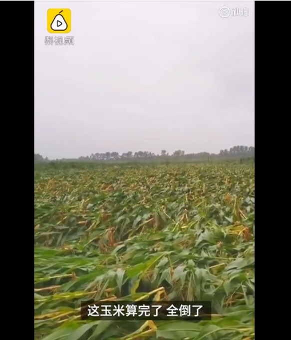 臺(tái)風(fēng)“美莎克”致吉林玉米大面積倒伏，像棉被一樣鋪在地上，減產(chǎn)已成定局
